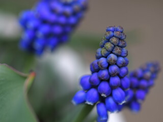 ムスカリの花の生態写真