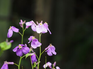 ムラサキハナナの生態写真