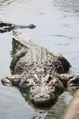 Big crocodile on farm outdoors