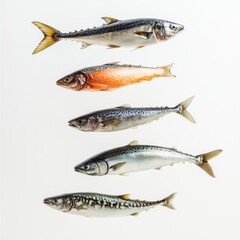 Five Mackerel Fish in a Row on White Background