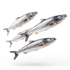 Three Pacific Saury Fish Flying