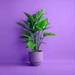 Vivid Purple Wall with Lush Green Indoor Plant