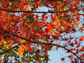 red maple leaves