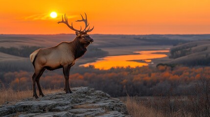 Fototapeta premium Majestic elk stands on a rock overlooking a sunset valley.