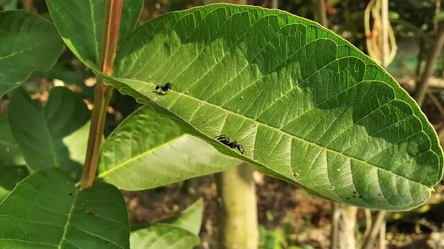 Formicidae odorous house black eusocial ants on a guava green leaf collecting food insects life on nature