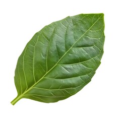 Obraz premium Fresh Green Basil Leaves on White Background – Isolated Herb Image