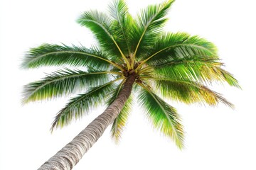 Lush green coconut palm tree isolated on white background.