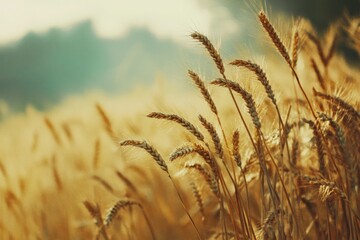 Golden wheat field at sunset. (3)