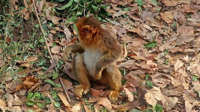 a golden monkey play on the ground covered with yellow leaves in the zoo