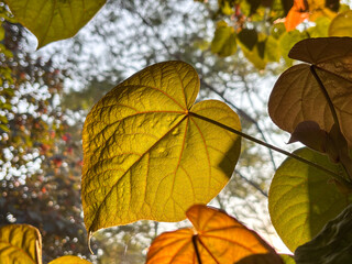 A leafy green plant with a yellow leaf in the foreground