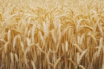 Golden wheat field, ripe stalks, summer harvest.