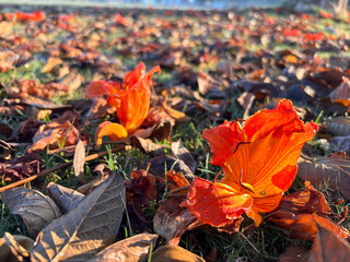 A field of orange flowers with brown leaves on the ground