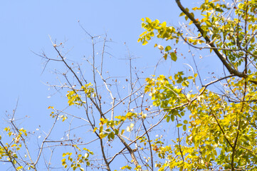 branch or tree and blue sky