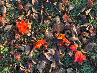 A field of orange flowers with brown leaves on the ground