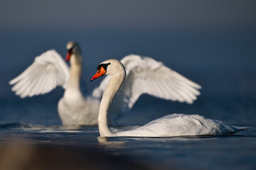 pair of swans in the morning sun