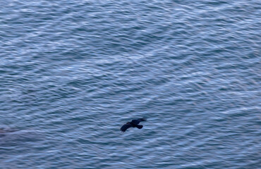 Lone black crow flying over sea waves