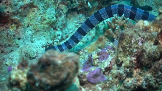 A Black-banded sea krait, Laticauda semifasciatus, swims over a healthy coral reef In Boracay.