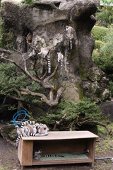 Ring lemurs hanging out on tree branches in a zoo in Japan