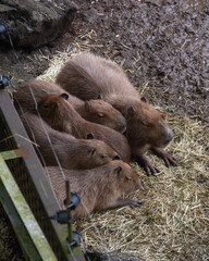 A group of Capybaras cuddle up with each other in a zoo