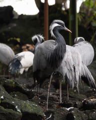 Demoiselle crane, smallest species of crane  in an aviary in a zoo