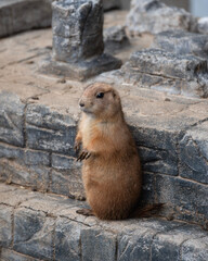 Cute, small Prairie dog in a zoo