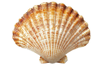 Seashell isolated on transparent background.
