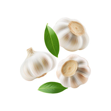 Fresh garlic with leaf on transparent background