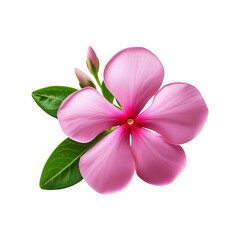 Obraz premium Pink madagascar periwinkle flower with green leaf on transparent background