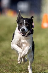 Border Collie Dog Running Lure Course Sprint Dog Sport