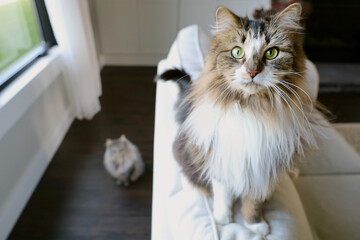 Two fluffy cats in a neutral living room