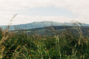 Grassy Foreground and Distant Mountain