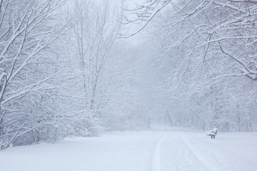 Park bench along path in winter snow storm
