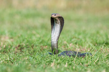 Naja sputatrix defensive positionon on the green grass