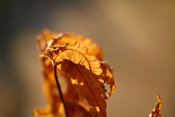 Close-Up of dry autumn fern leaves in sunlight