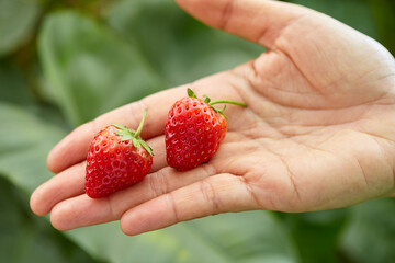 cropped hand of woman holding ripe strawberries