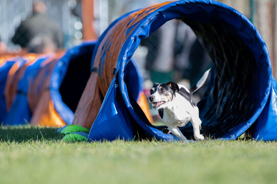 Patterdale terrier at agility races.