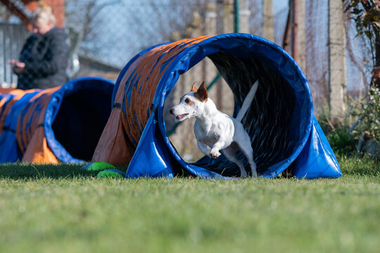 Patterdale terrier at agility races.