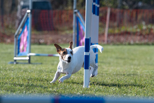 Patterdale terrier at agility races.