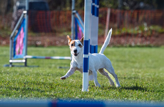 Patterdale terrier at agility races.