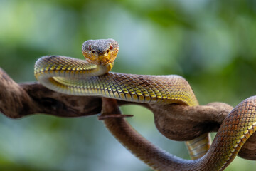 The Mangrove Pit Viper (Red spot)