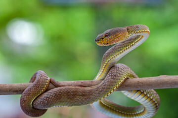 The Mangrove Pit Viper (Red spot)