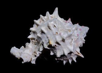 Red-mouthed Murex seashell on a black background