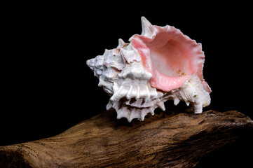 Red-mouthed Murex seashell on on driftwood