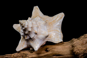 Strombus gigas shell on driftwood