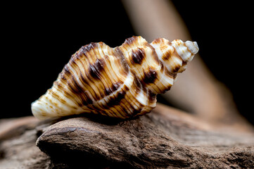Striped Seashell on Rough Driftwood