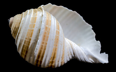 Striped Seashell on Black Background