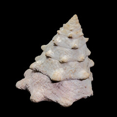 Tectus dentatus or toothed top shell on black background