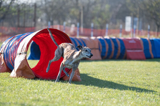 Dog racing in agility. Viped breed