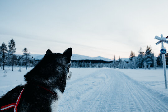 Alaskan Malamute sitting in Snowy Landscape in Snowy Landscape
