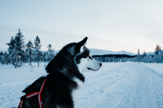 Alaskan Malamute sitting in Snowy Landscape in Snowy Landscape i
